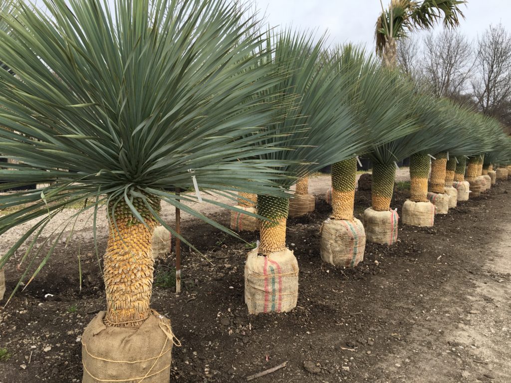 Yucca Rostrata Southwest Nursery Wholesale Landscaping Supplies