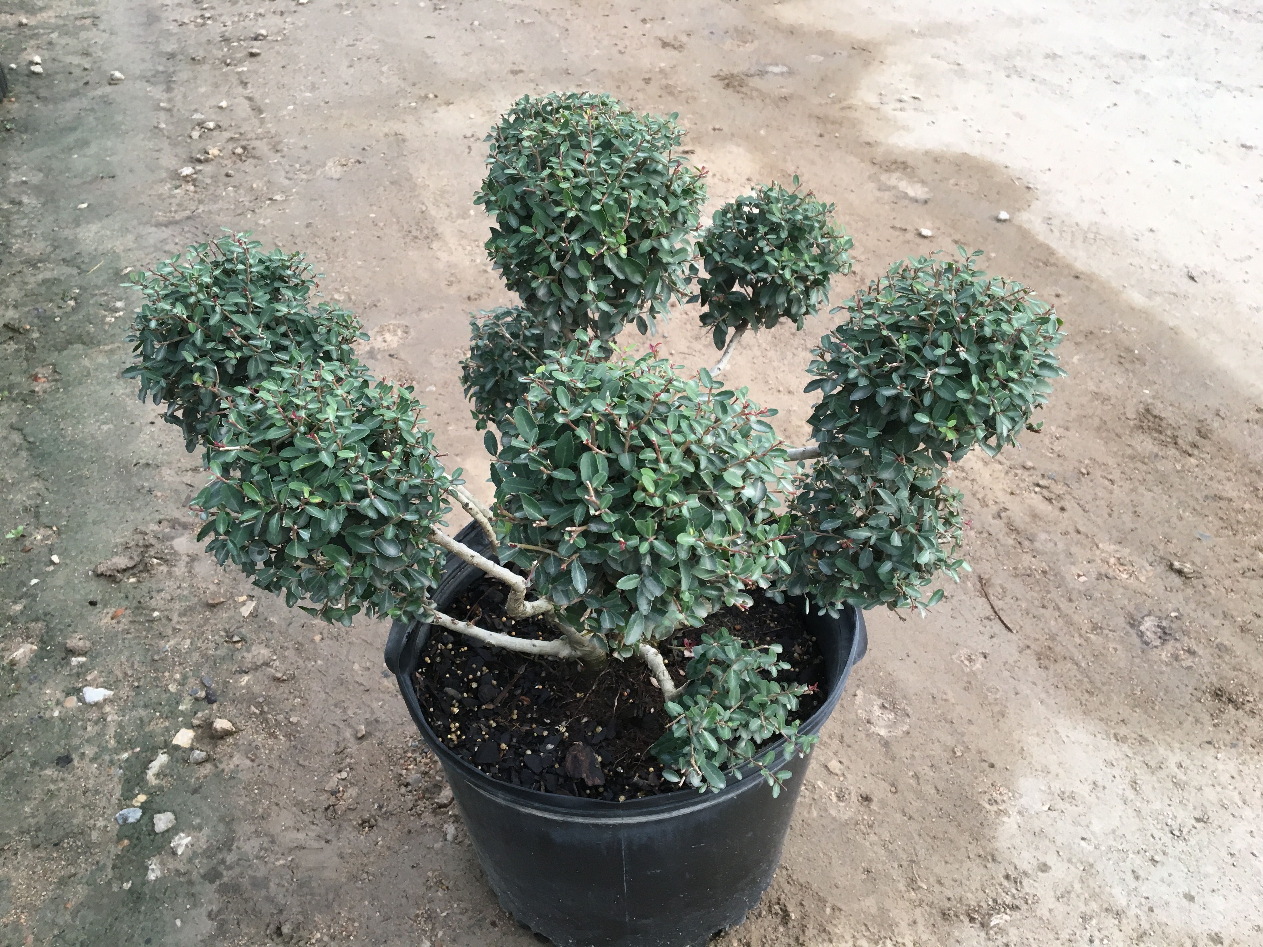 Pom-Pom Holly | Nursery | Landscaping Supplies Dallas | Fort Worth