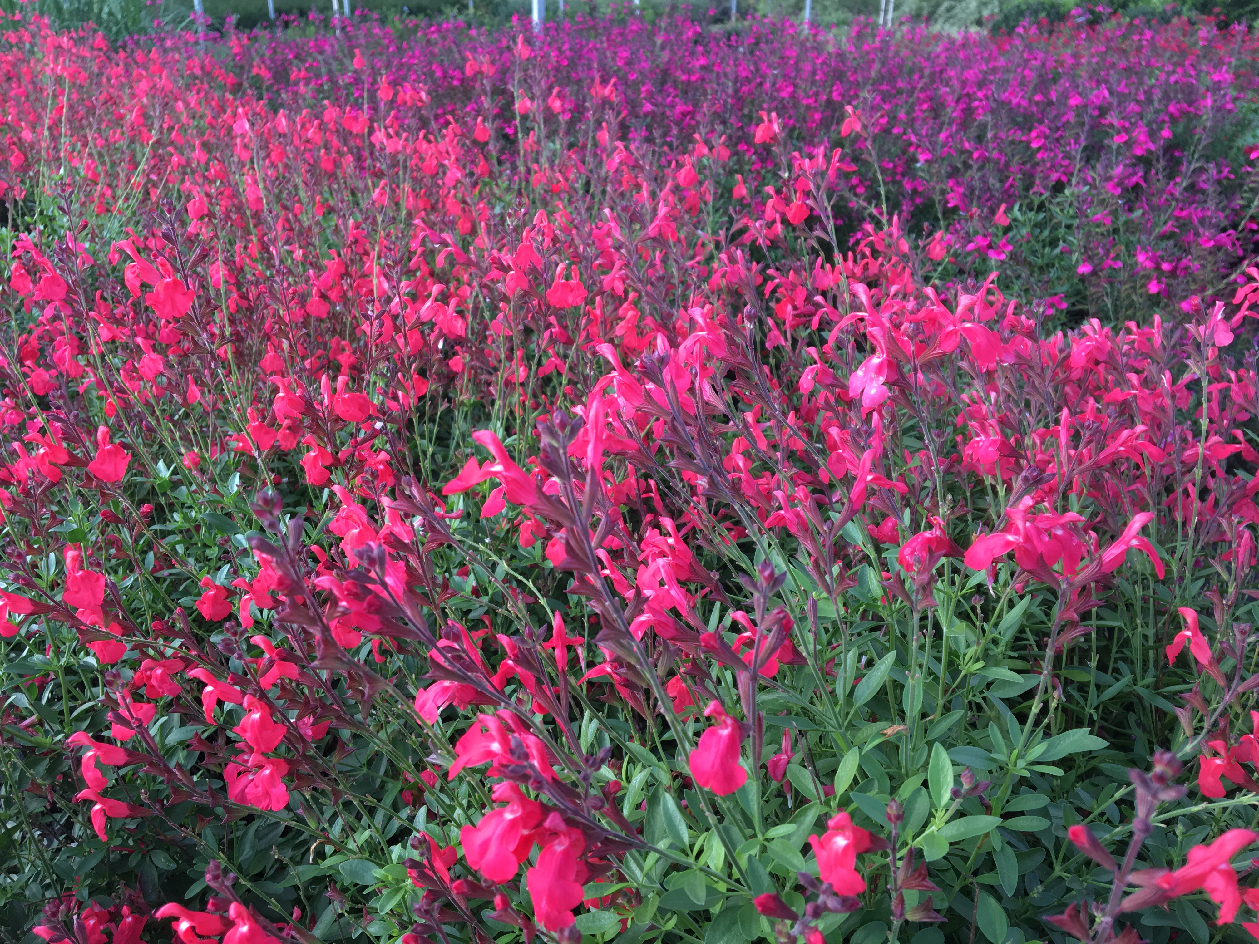 Salvia greggii | Southwest Nursery | Wholesale Landscaping ...