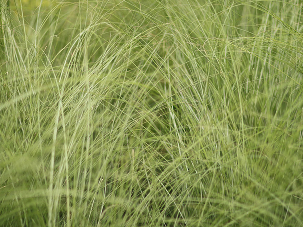 Grass_1000x750